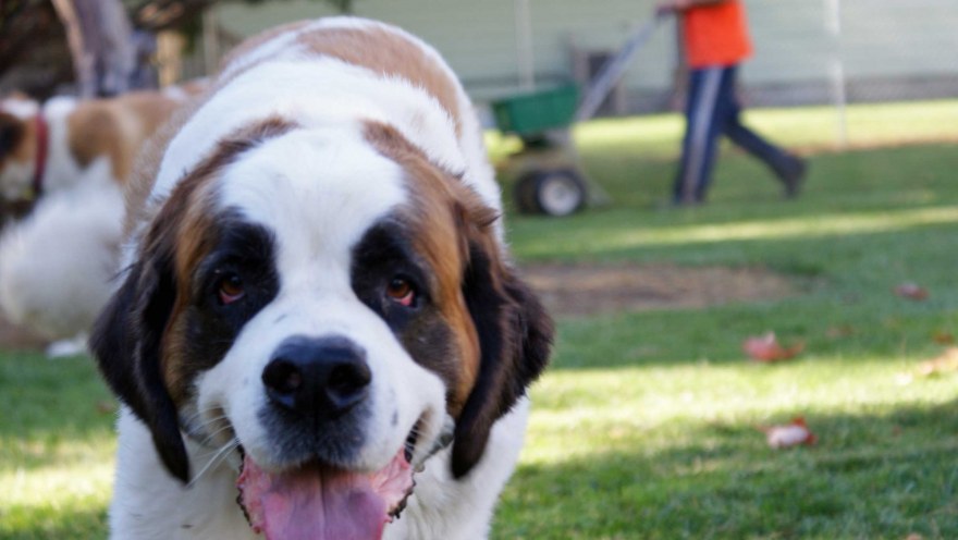 Safe-For-Pets-Fertilizer-Omaha-Organics