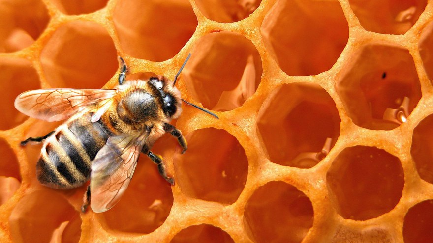 Birds and the bees