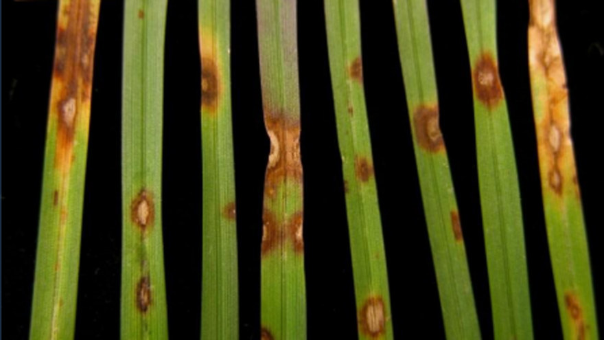 Leaf Spot on Grass Blades
