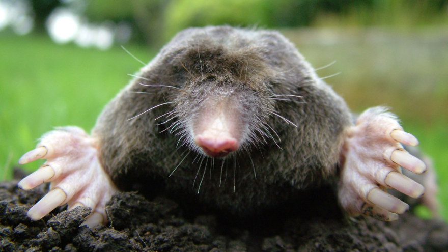 Moles